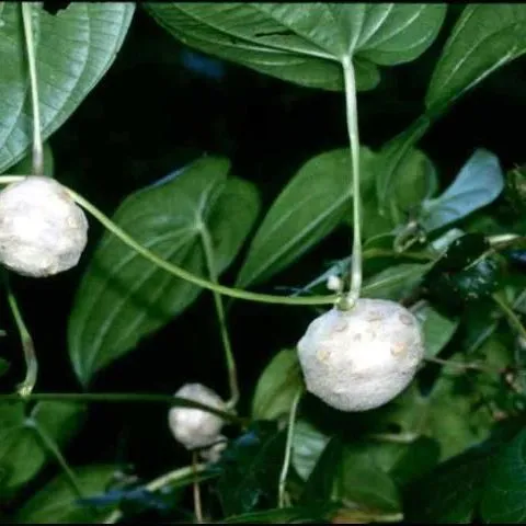 thumbnail for publication: Invasive Plants in Natural Areas: Air Potato (Dioscorea bulbifera)